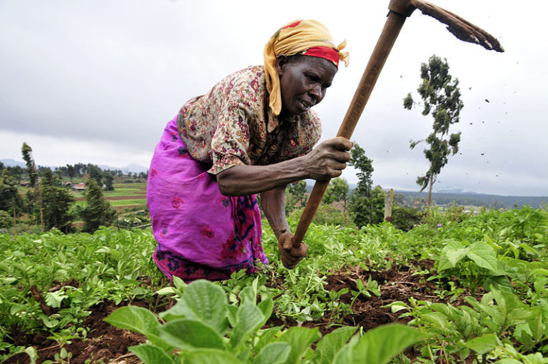 Kleinbäuerin in Kenia bei der Feldarbeit in der Region Mount Kenya (Bild: https://commons.wikimedia.org/wiki/File:2DU_Kenya_86_%285367322642%29.jpg by Neil Palmer (CIAT)